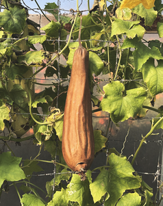 Central Coast Luffa